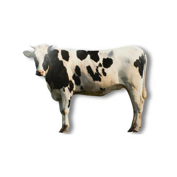 Real Life Cow Cut-Out