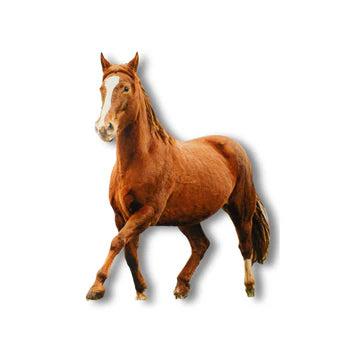 Real Life Horse Cut-Out